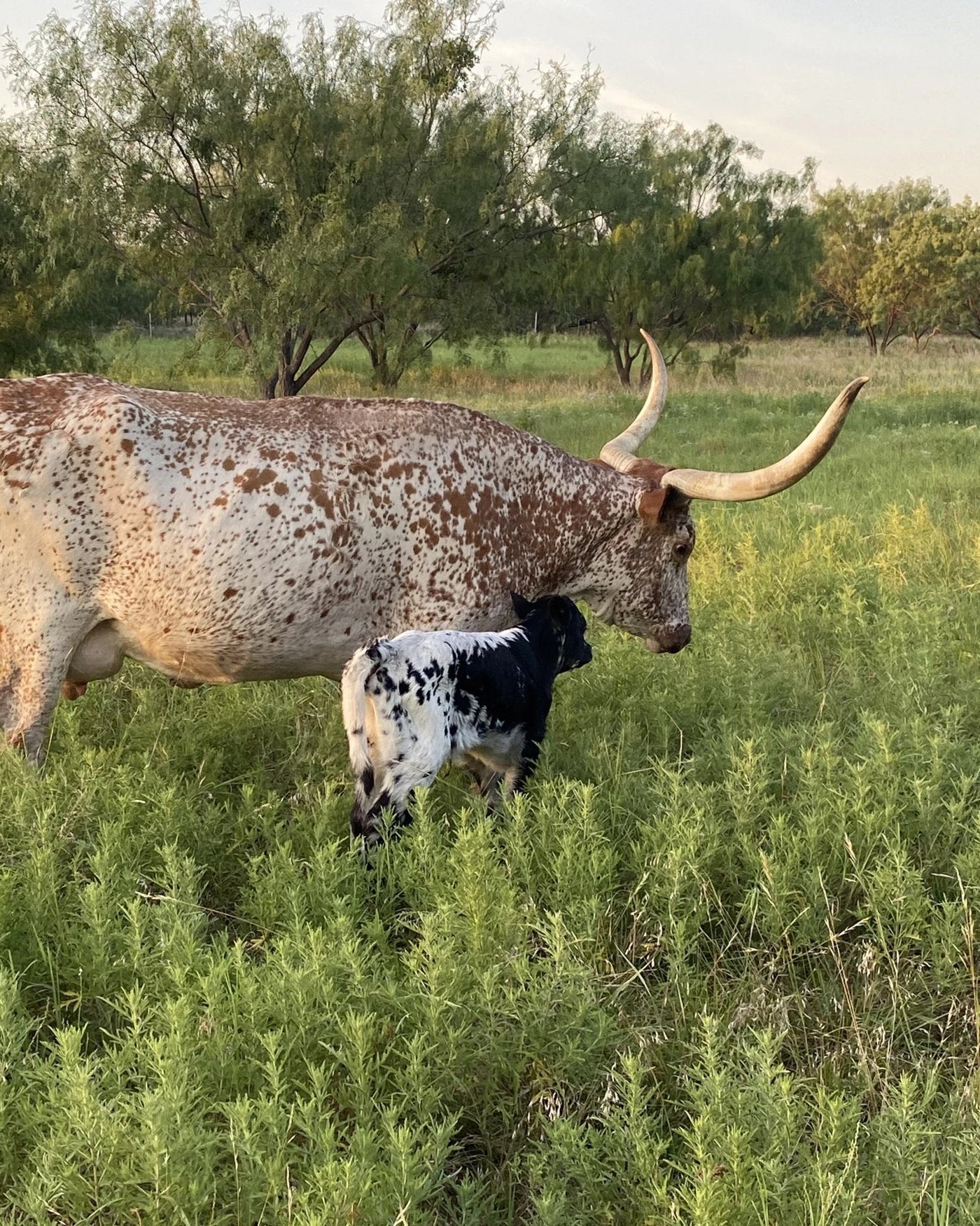 A longhorn cow and her calf in the grass at BK Ranch