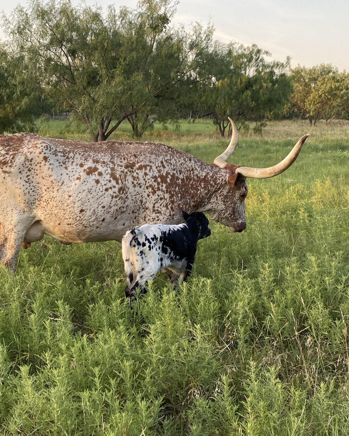 A longhorn cow and her calf on BK Ranch, Graham, Texas