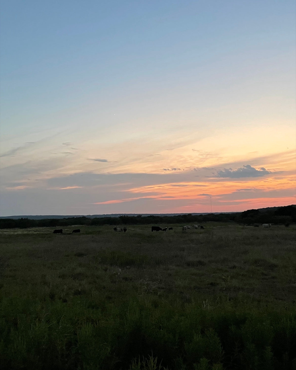 Cattle grazing at dusk on the BK Ranch, Graham, Texas