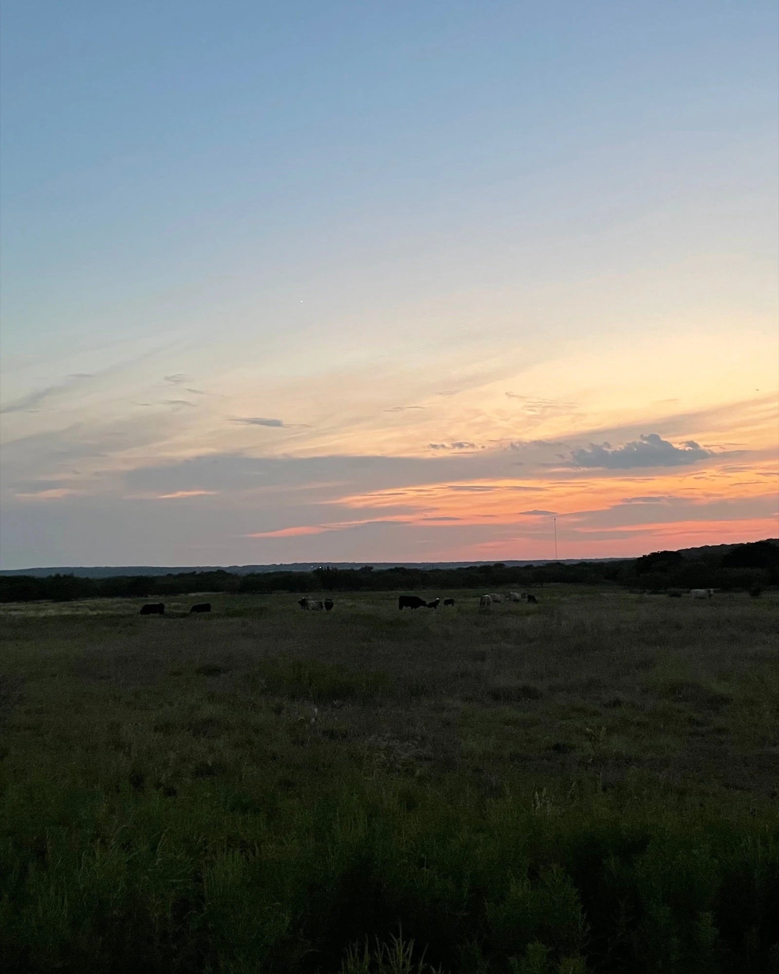 Evening light over the pasture at BK Ranch, Graham, Texas